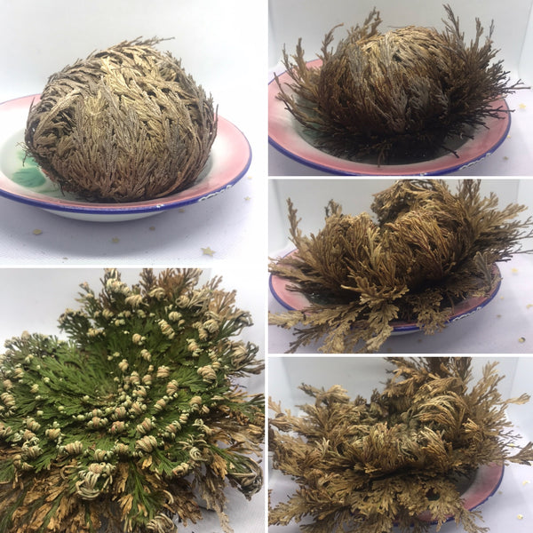 Rose of Jericho