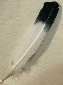 White Turkey Feather Black Tipped