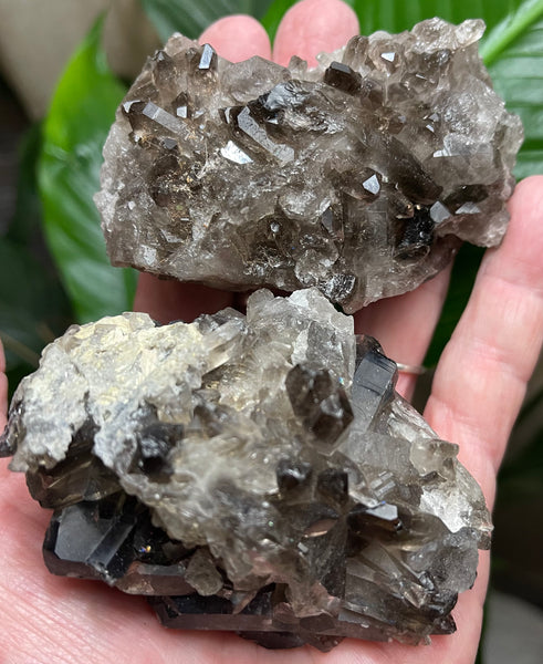 Smokey Smoky Quartz Clusters