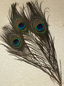 Peacock Feathers set of 3